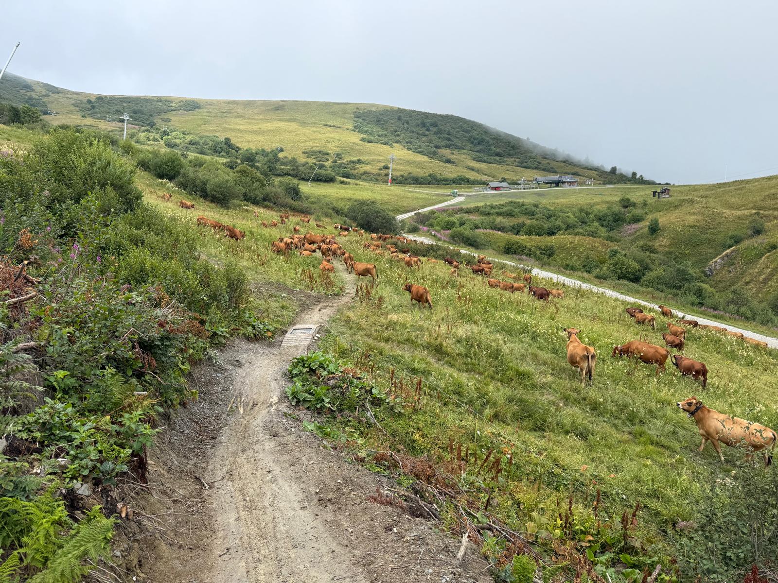 Alpages de Valmorel en été